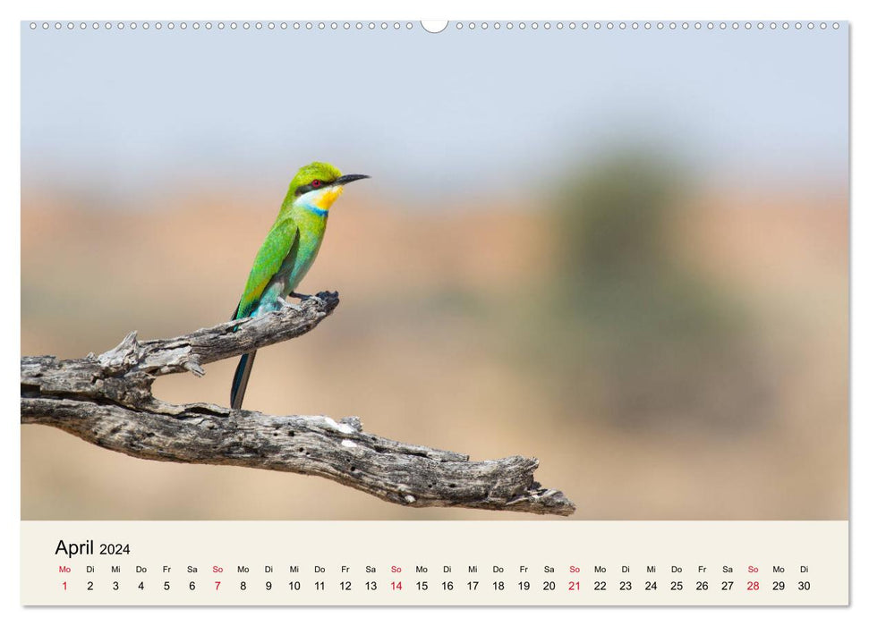 Kalahari - Animal wealth in the Kgalagadi Transfrontier Park, South Africa (CALVENDO wall calendar 2024) 