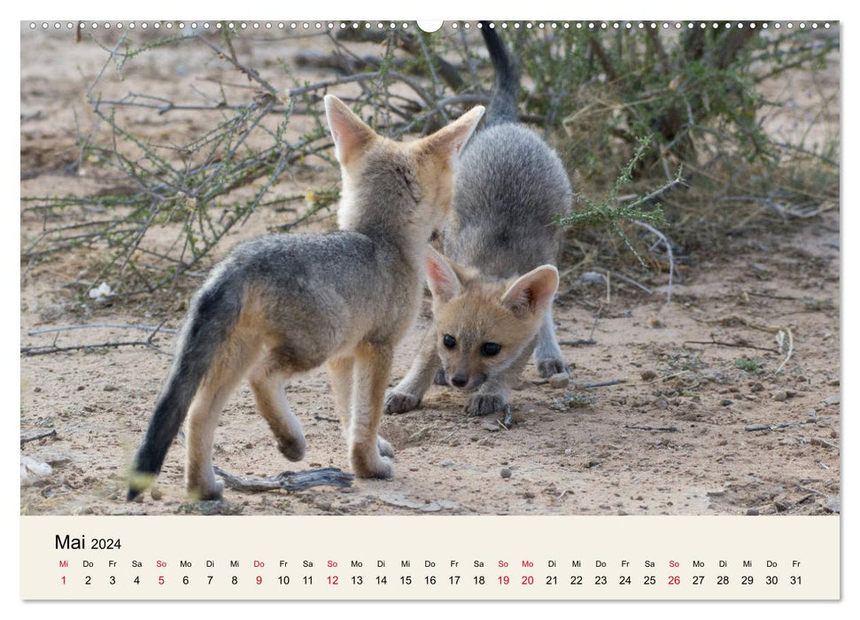 Kalahari - Animal wealth in the Kgalagadi Transfrontier Park, South Africa (CALVENDO wall calendar 2024) 