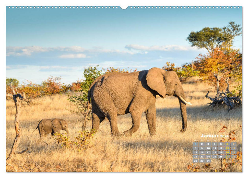 Babyelefanten (CALVENDO Premium Wandkalender 2024)