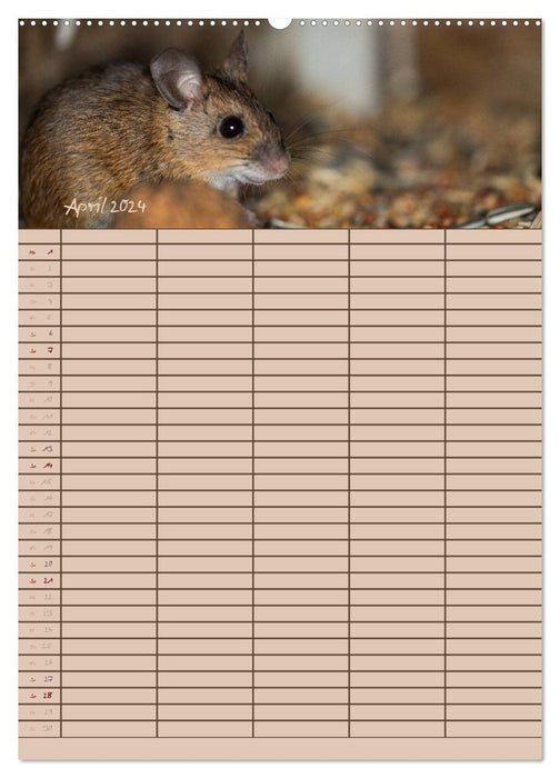 Der Mäuseplaner (CALVENDO Premium Wandkalender 2024)