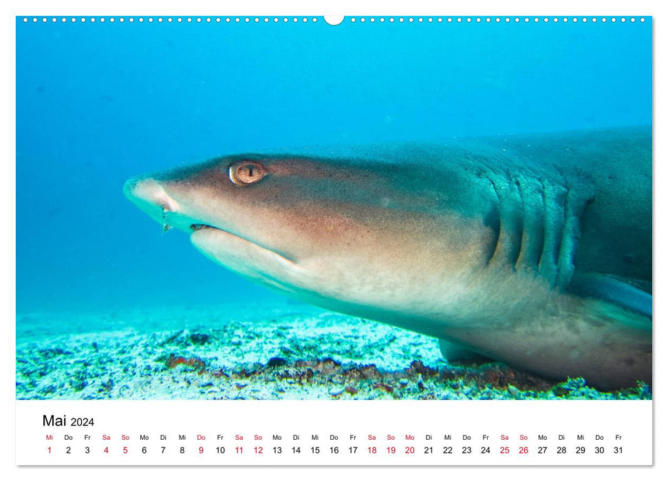 Unterwasserwelt Galapagos (CALVENDO Premium Wandkalender 2024)