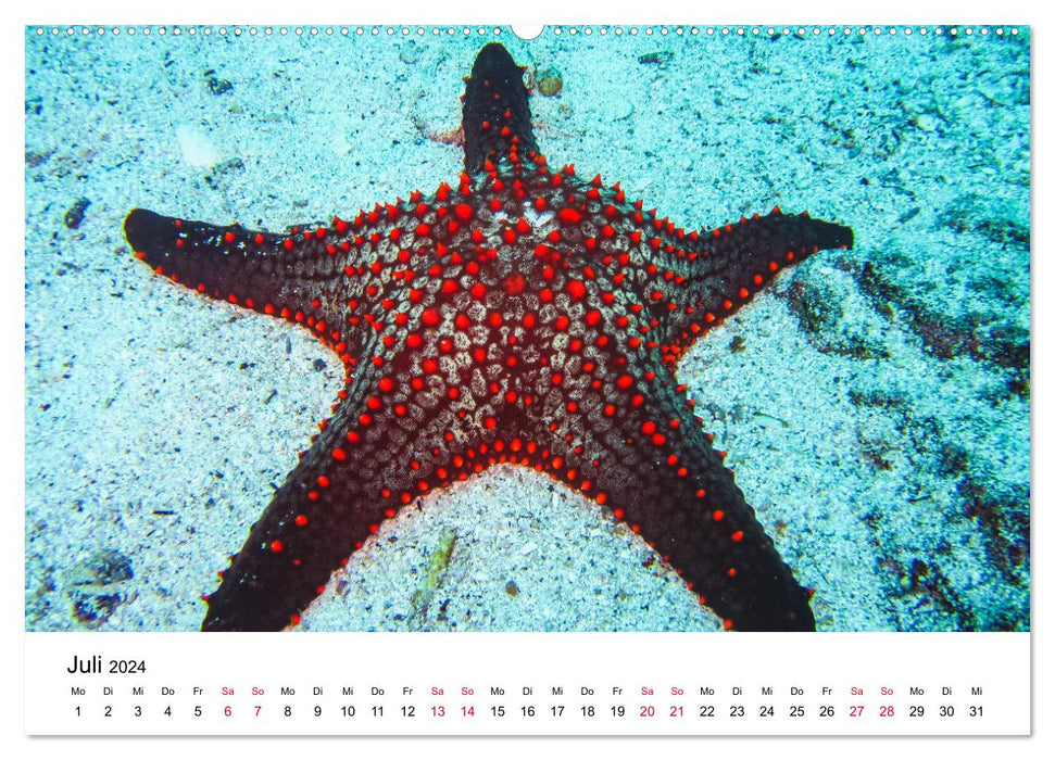 Unterwasserwelt Galapagos (CALVENDO Premium Wandkalender 2024)