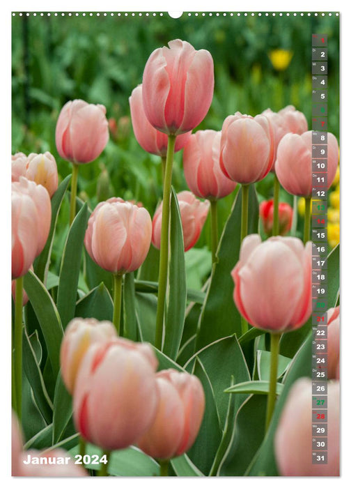 Tulpen - die Frühlingsblume (CALVENDO Premium Wandkalender 2024)