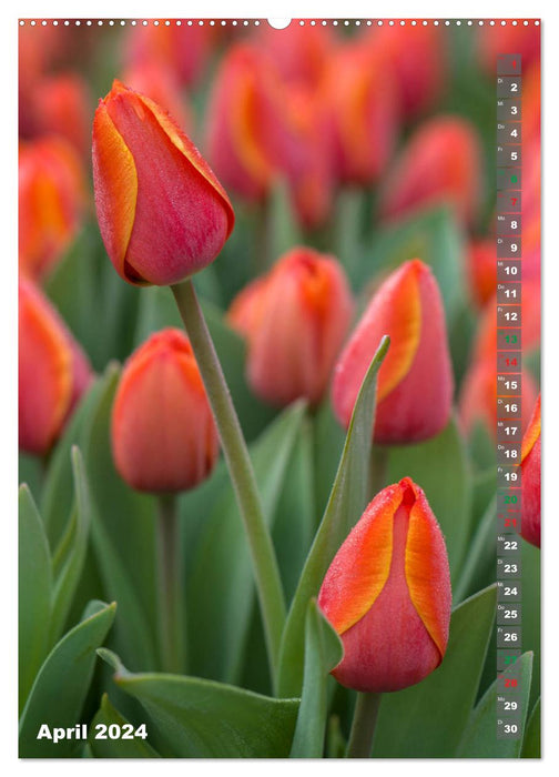 Tulpen - die Frühlingsblume (CALVENDO Premium Wandkalender 2024)