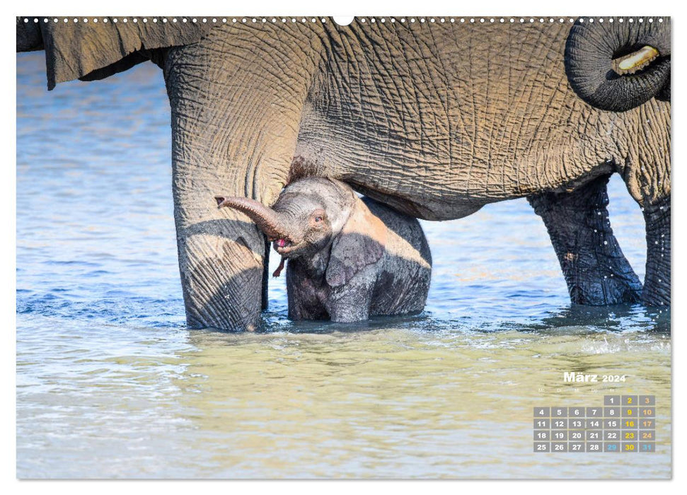 Baby elephants (CALVENDO wall calendar 2024) 