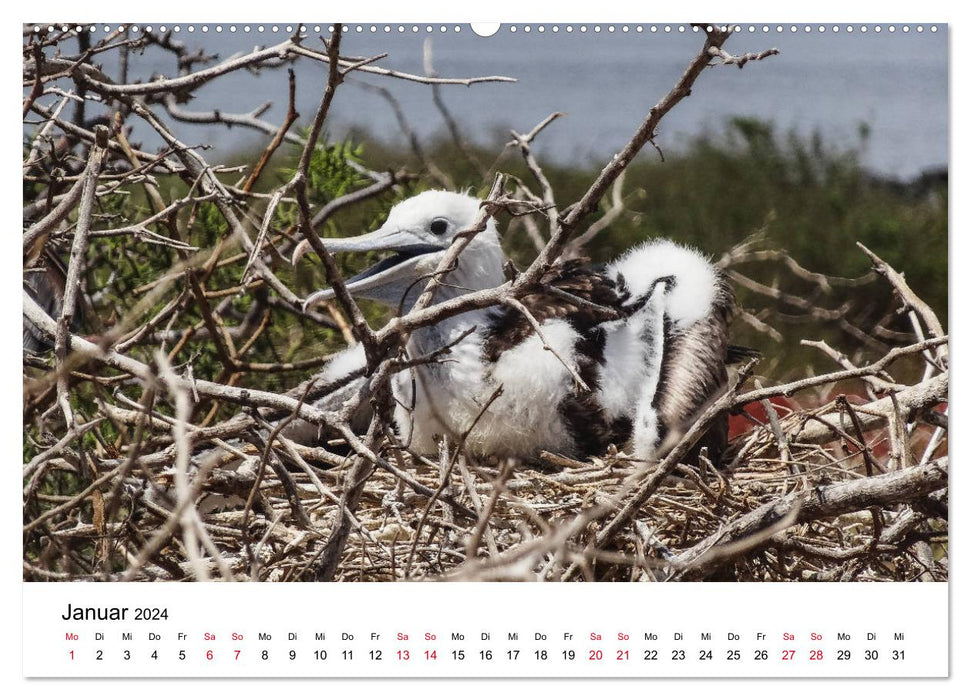 Tierwelt auf Galapagos (CALVENDO Wandkalender 2024)