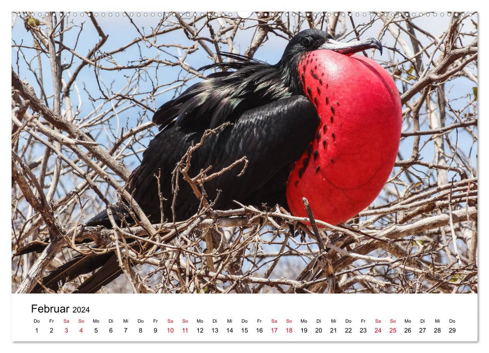 Tierwelt auf Galapagos (CALVENDO Wandkalender 2024)