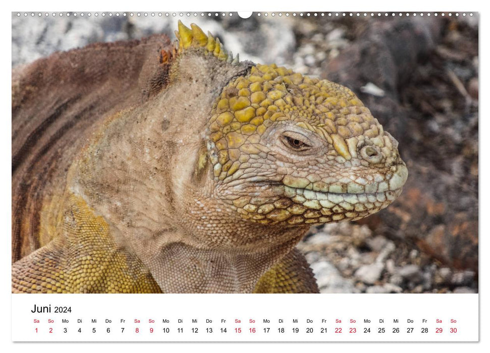 Tierwelt auf Galapagos (CALVENDO Wandkalender 2024)