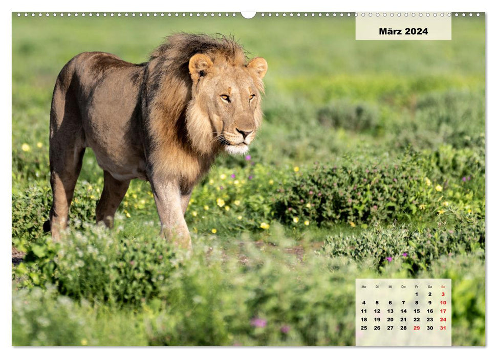 Magisches Namibia - Tiere und Landschaften (CALVENDO Wandkalender 2024)