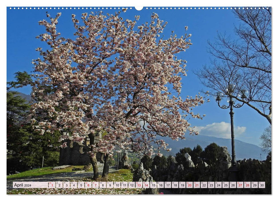 Mit Bäumen durchs Jahr (CALVENDO Premium Wandkalender 2024)
