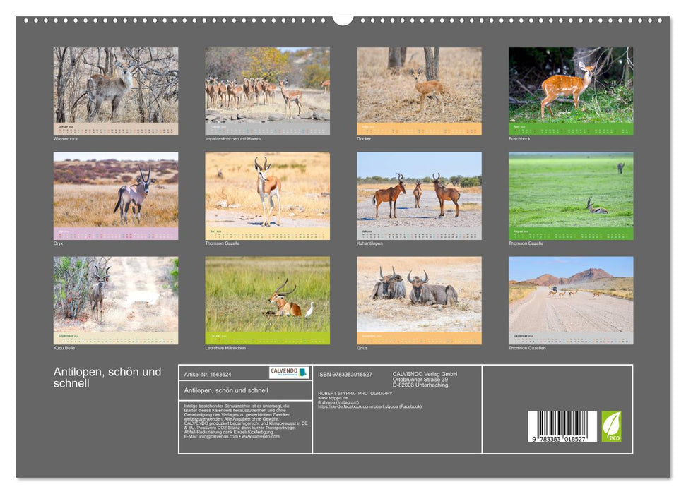 Antilopes, belles et rapides (Calendrier mural CALVENDO Premium 2024) 