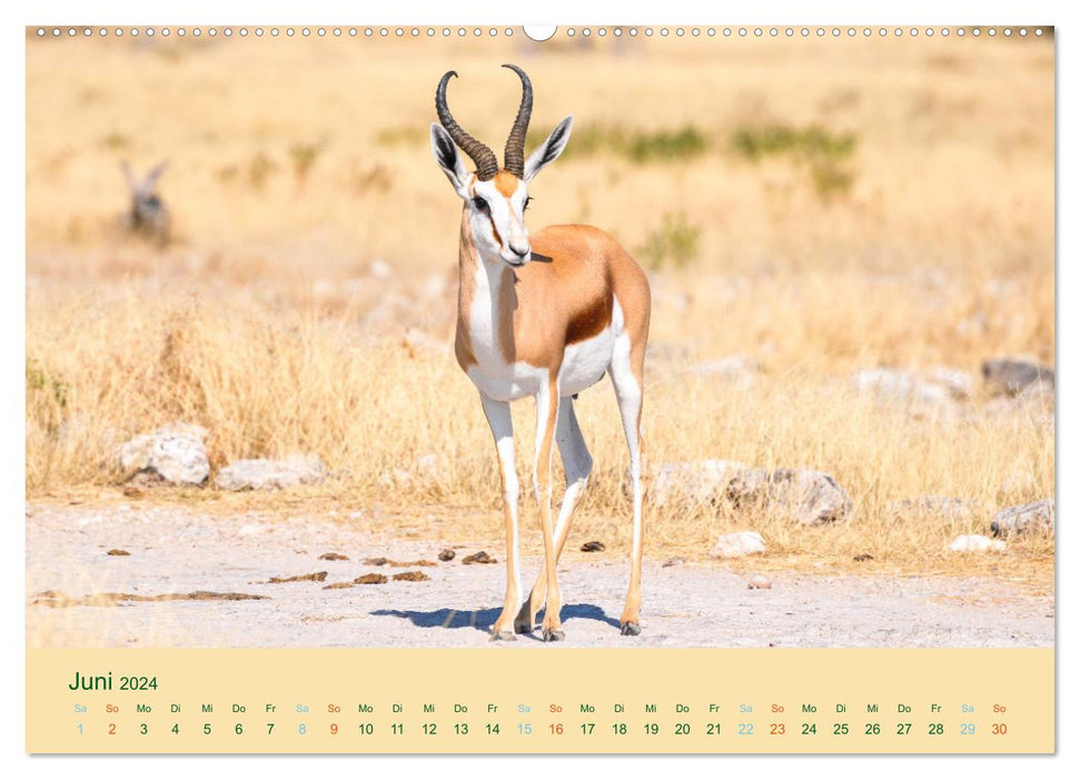 Antilopes, belles et rapides (Calendrier mural CALVENDO Premium 2024) 
