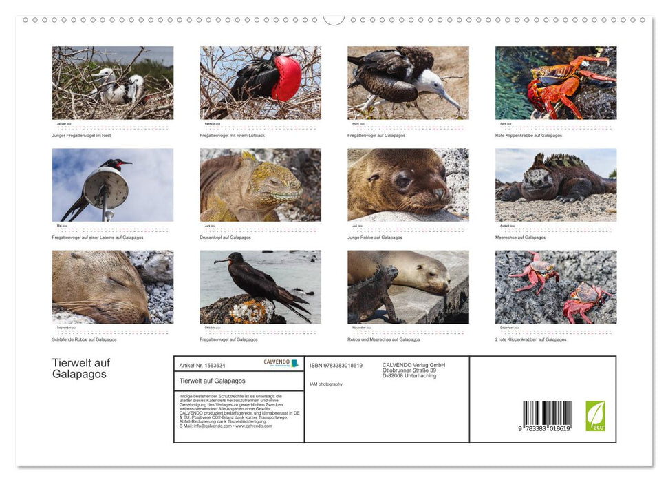 Tierwelt auf Galapagos (CALVENDO Premium Wandkalender 2024)