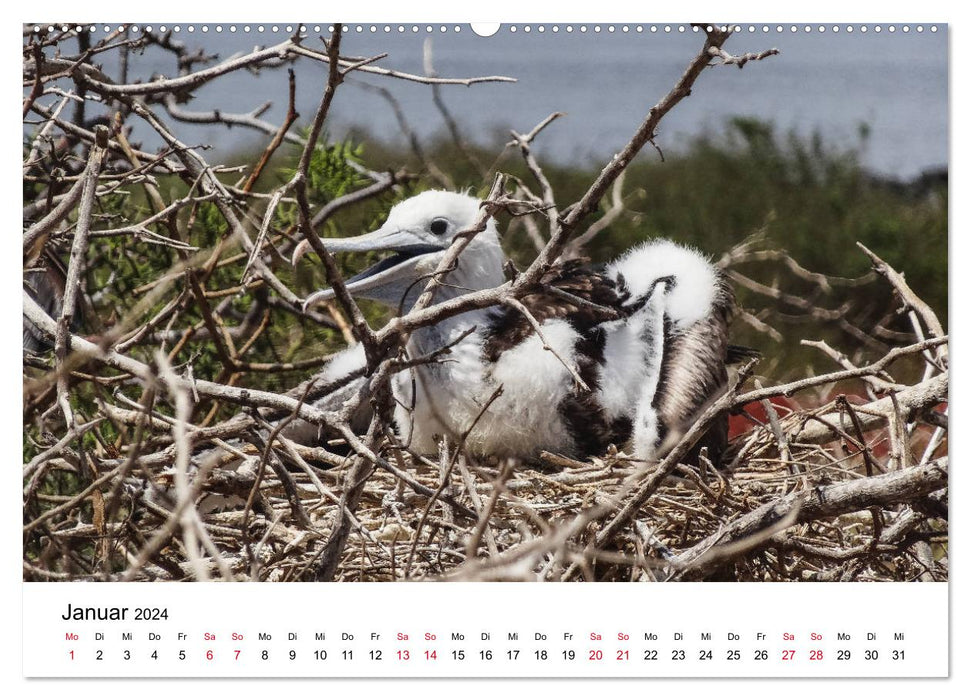 Tierwelt auf Galapagos (CALVENDO Premium Wandkalender 2024)