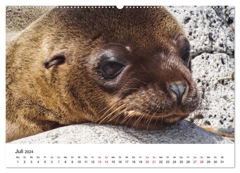 La faune des Galapagos (Calendrier mural CALVENDO Premium 2024) 