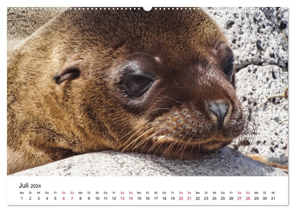 Tierwelt auf Galapagos (CALVENDO Premium Wandkalender 2024)