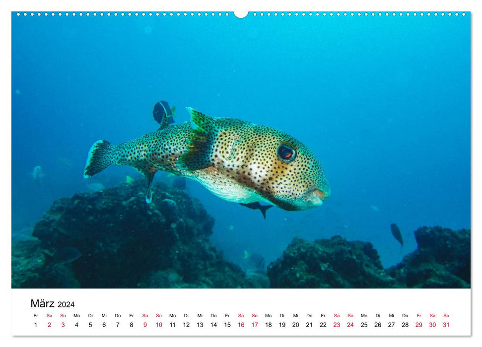 Unterwasserwelt Galapagos (CALVENDO Wandkalender 2024)