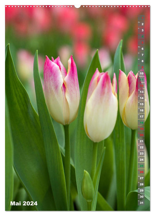 Tulpen - die Frühlingsblume (CALVENDO Wandkalender 2024)