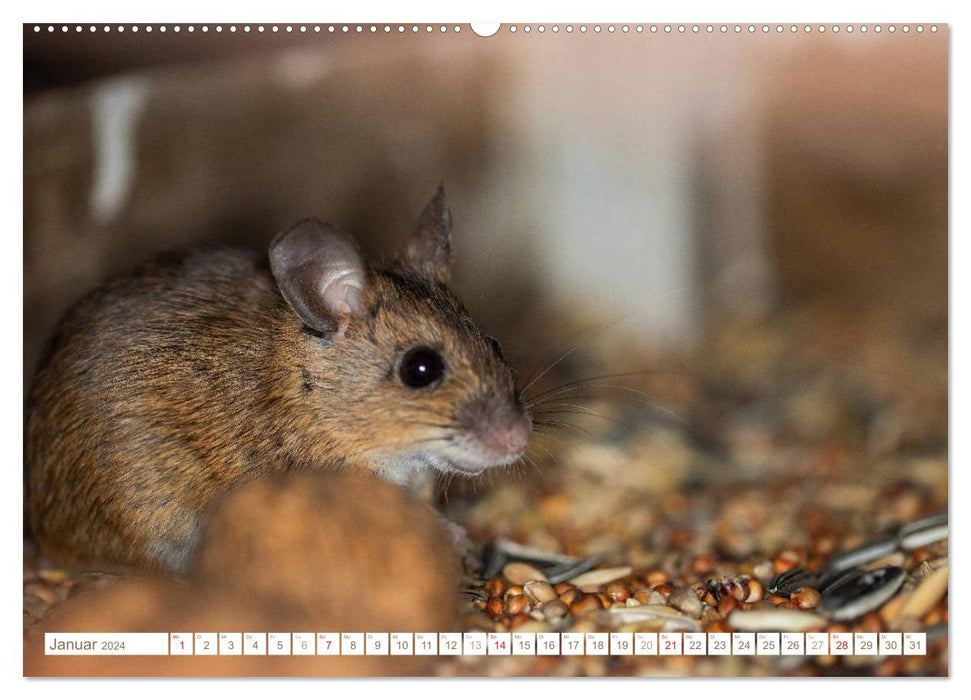 La souris dans le nichoir (Calvendo Premium Wall Calendar 2024) 