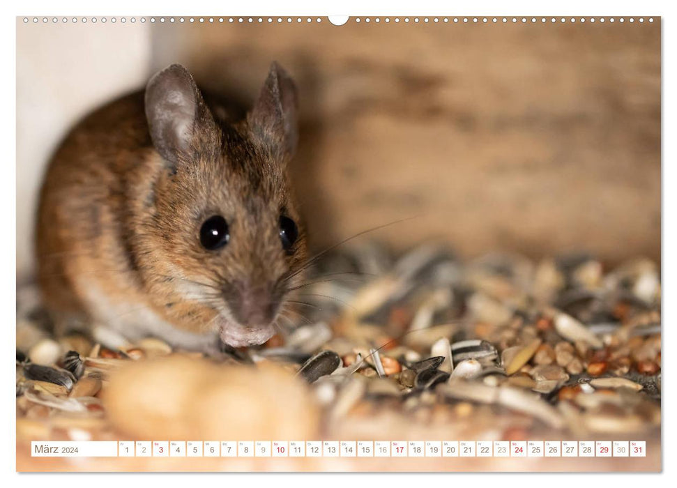 La souris dans le nichoir (Calvendo Premium Wall Calendar 2024) 