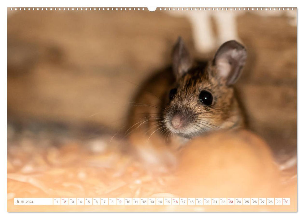 Die Maus im Vogelhaus (CALVENDO Premium Wandkalender 2024)