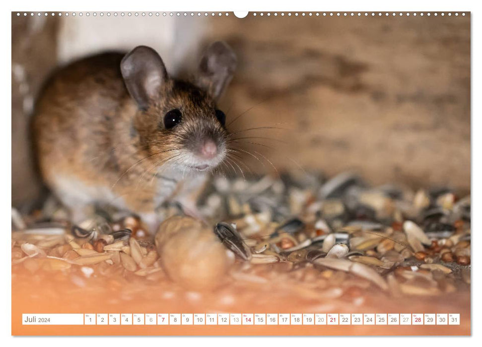 La souris dans le nichoir (Calvendo Premium Wall Calendar 2024) 