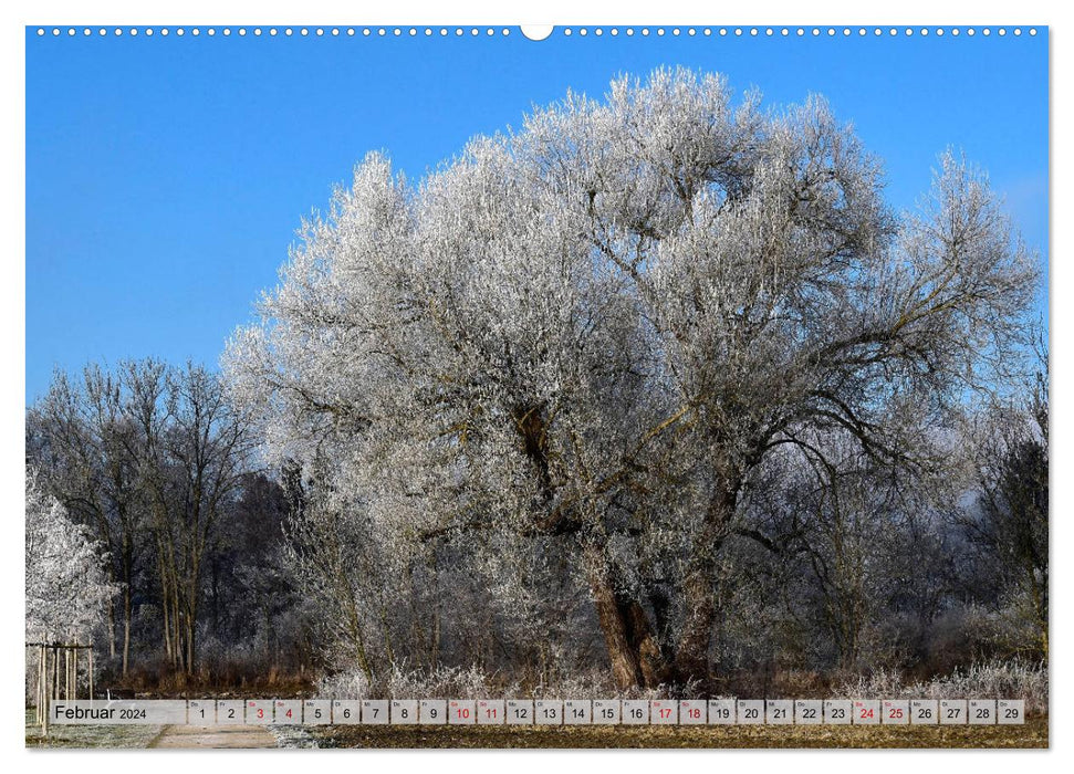 Mit Bäumen durchs Jahr (CALVENDO Wandkalender 2024)
