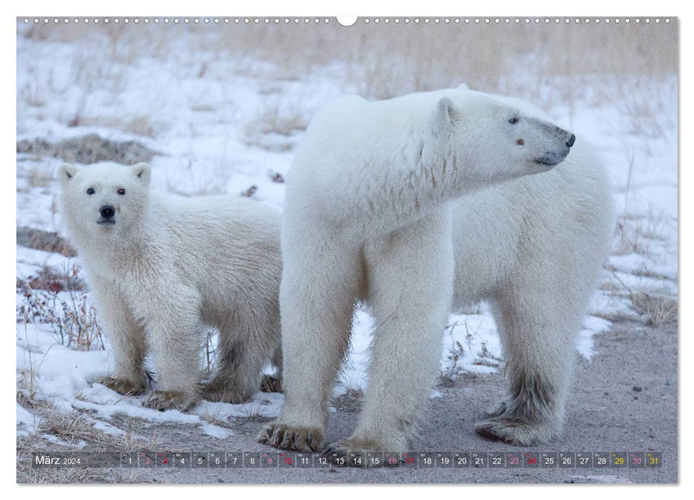 AN DER HUDSON BAY (CALVENDO Wandkalender 2024)