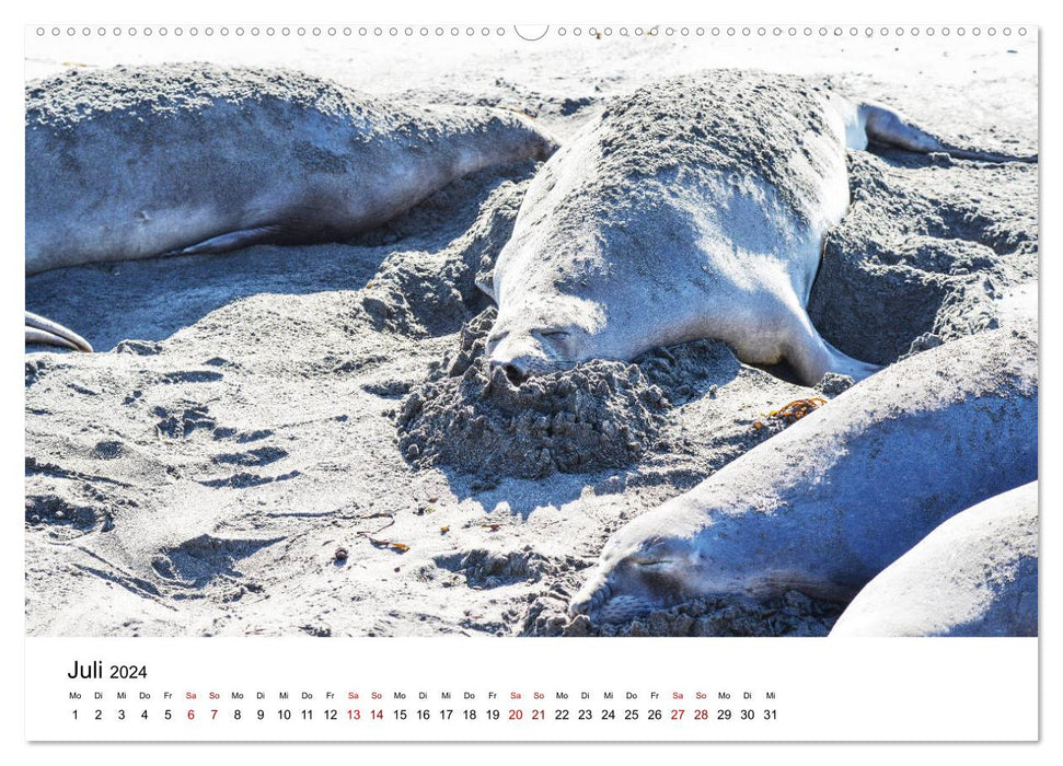 Robben und See-Elefanten (CALVENDO Premium Wandkalender 2024)