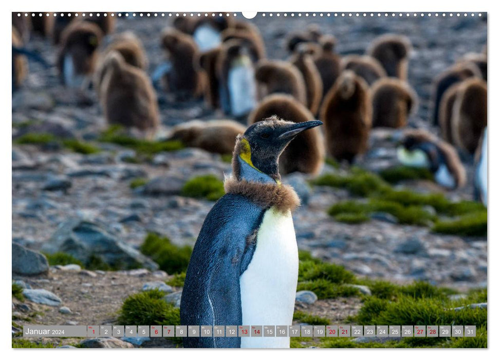 Einfach liebenswert diese Pinguine (CALVENDO Premium Wandkalender 2024)