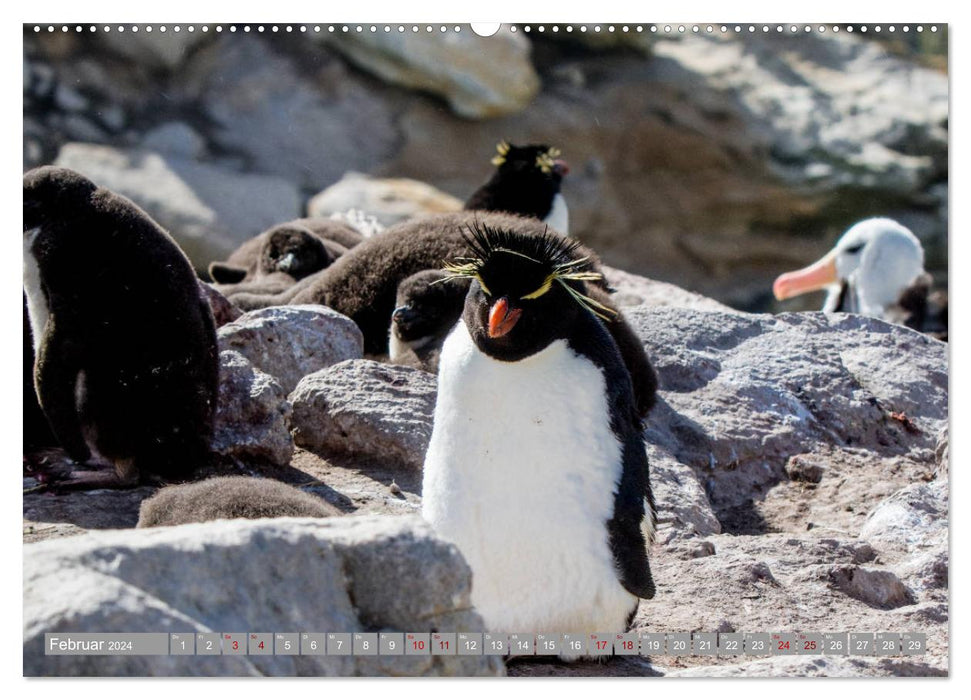 Ces pingouins sont tout simplement adorables (Calendrier mural CALVENDO Premium 2024) 