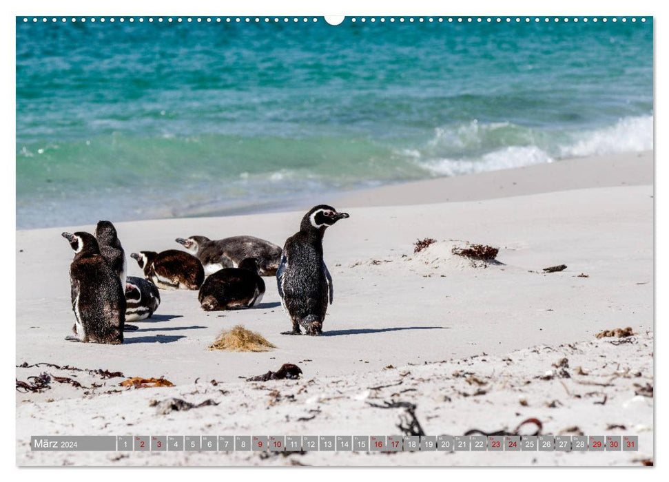 Ces pingouins sont tout simplement adorables (Calendrier mural CALVENDO Premium 2024) 