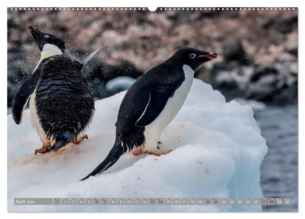 Einfach liebenswert diese Pinguine (CALVENDO Premium Wandkalender 2024)