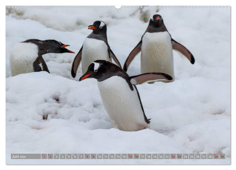 Einfach liebenswert diese Pinguine (CALVENDO Premium Wandkalender 2024)