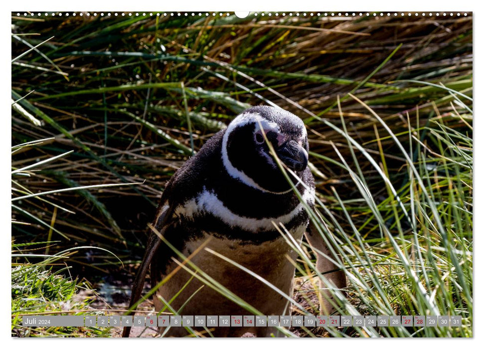 Einfach liebenswert diese Pinguine (CALVENDO Premium Wandkalender 2024)