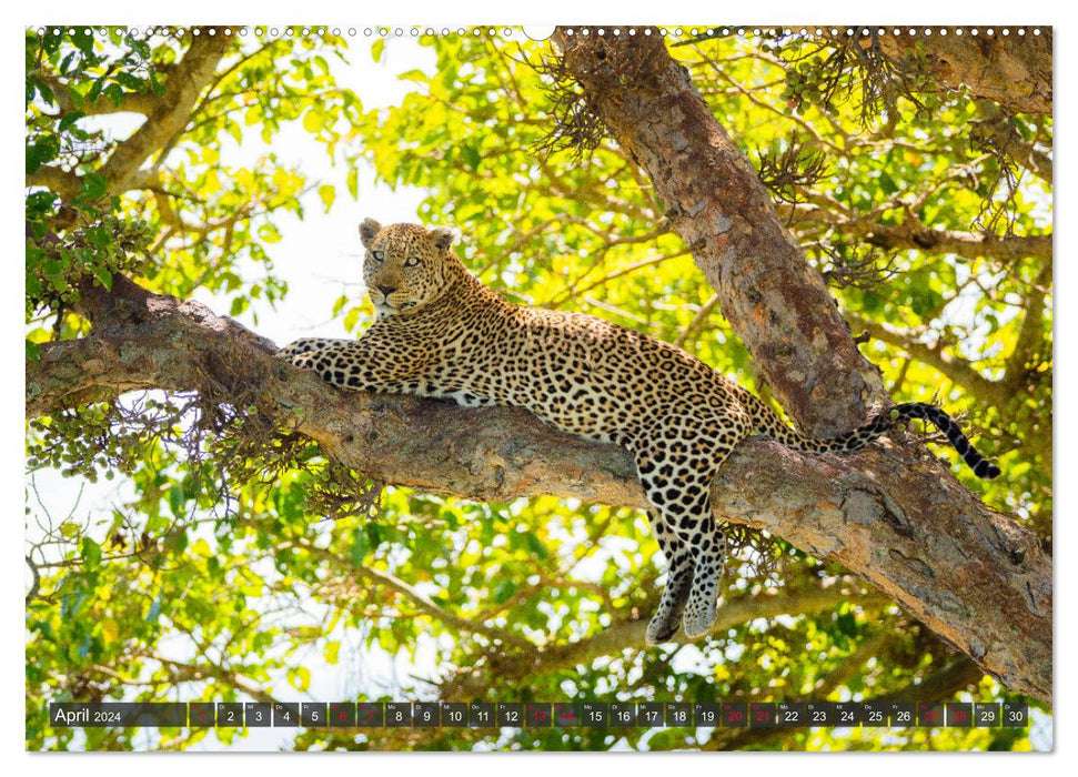 Léopards en Afrique (Calvendo Premium Calendrier mural 2024) 