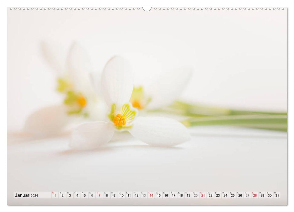 Farbenfroher Blütentraum (CALVENDO Premium Wandkalender 2024)