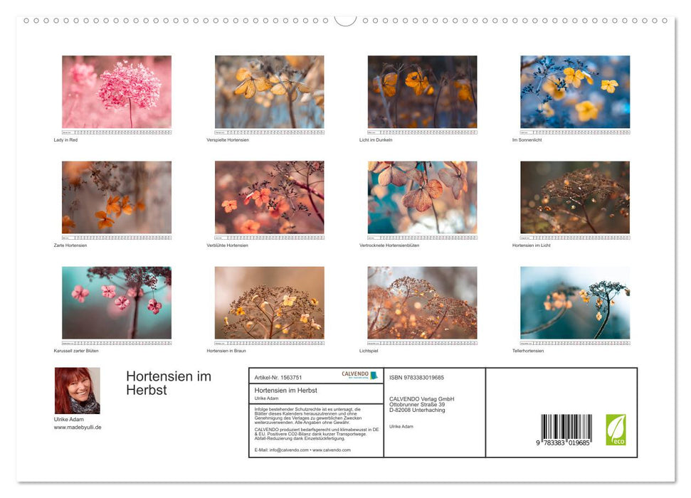 Hortensias en automne (Calendrier mural CALVENDO Premium 2024) 