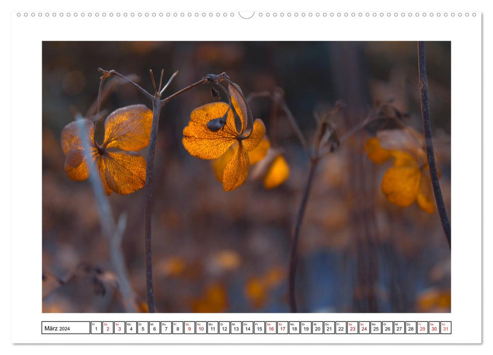 Hortensien im Herbst (CALVENDO Premium Wandkalender 2024)