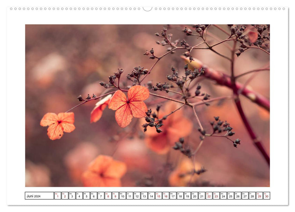 Hortensias en automne (Calendrier mural CALVENDO Premium 2024) 