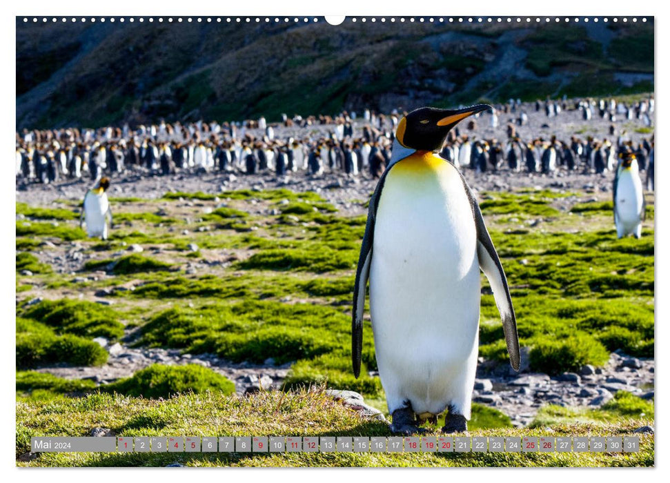 Einfach liebenswert diese Pinguine (CALVENDO Wandkalender 2024)