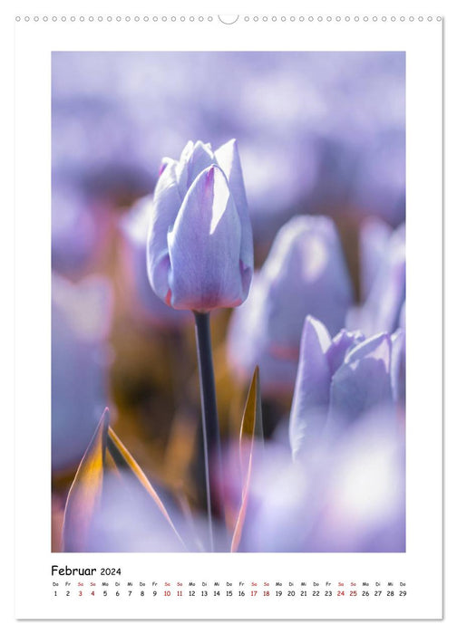 Lila Blütenzauber (CALVENDO Premium Wandkalender 2024)