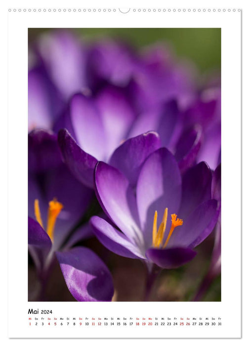 Magie des fleurs violettes (Calendrier mural CALVENDO Premium 2024) 