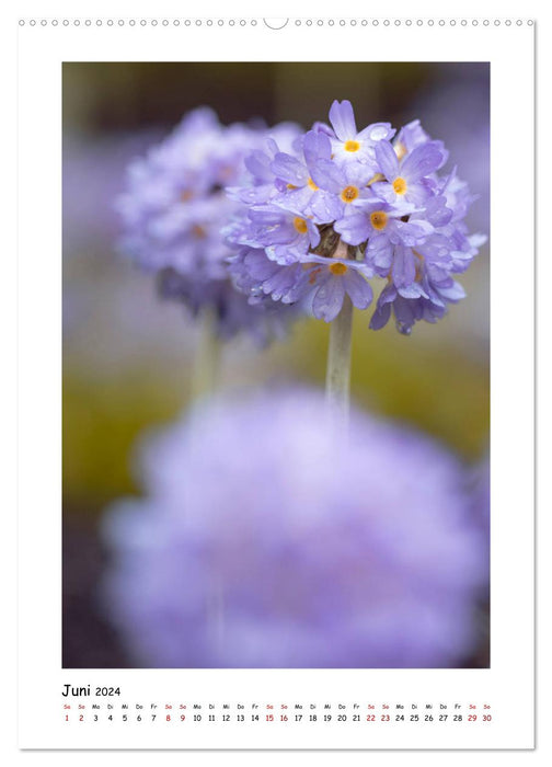 Lila Blütenzauber (CALVENDO Premium Wandkalender 2024)