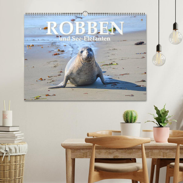 Robben und See-Elefanten (CALVENDO Wandkalender 2024)