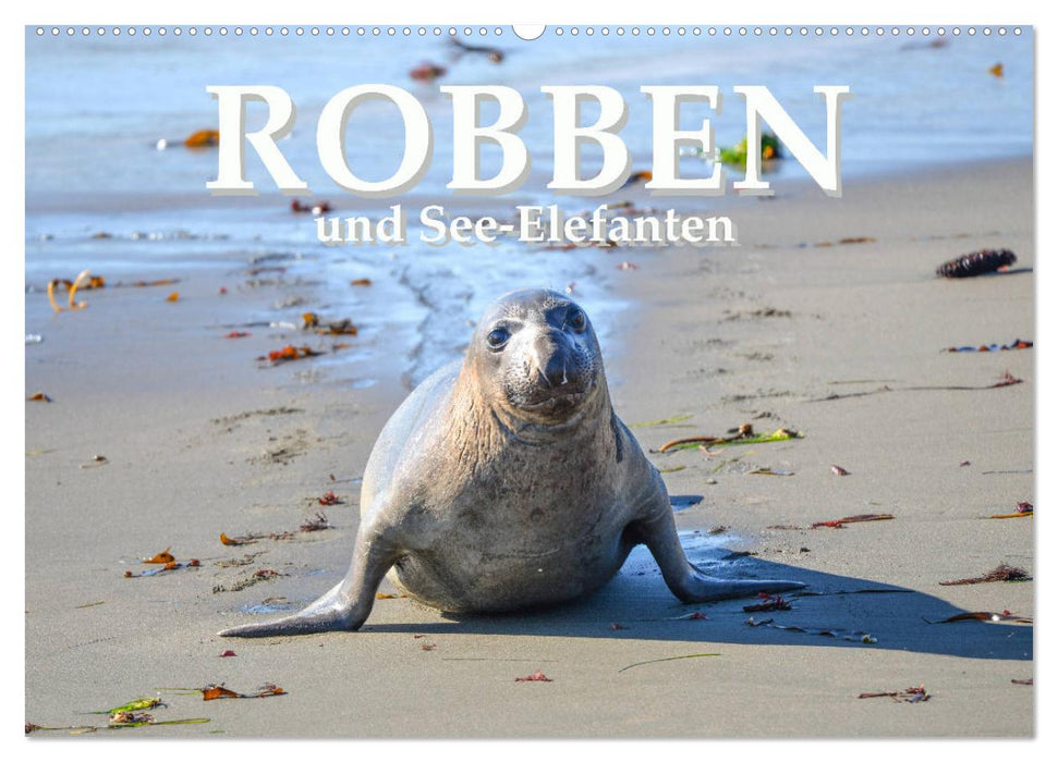 Robben und See-Elefanten (CALVENDO Wandkalender 2024)