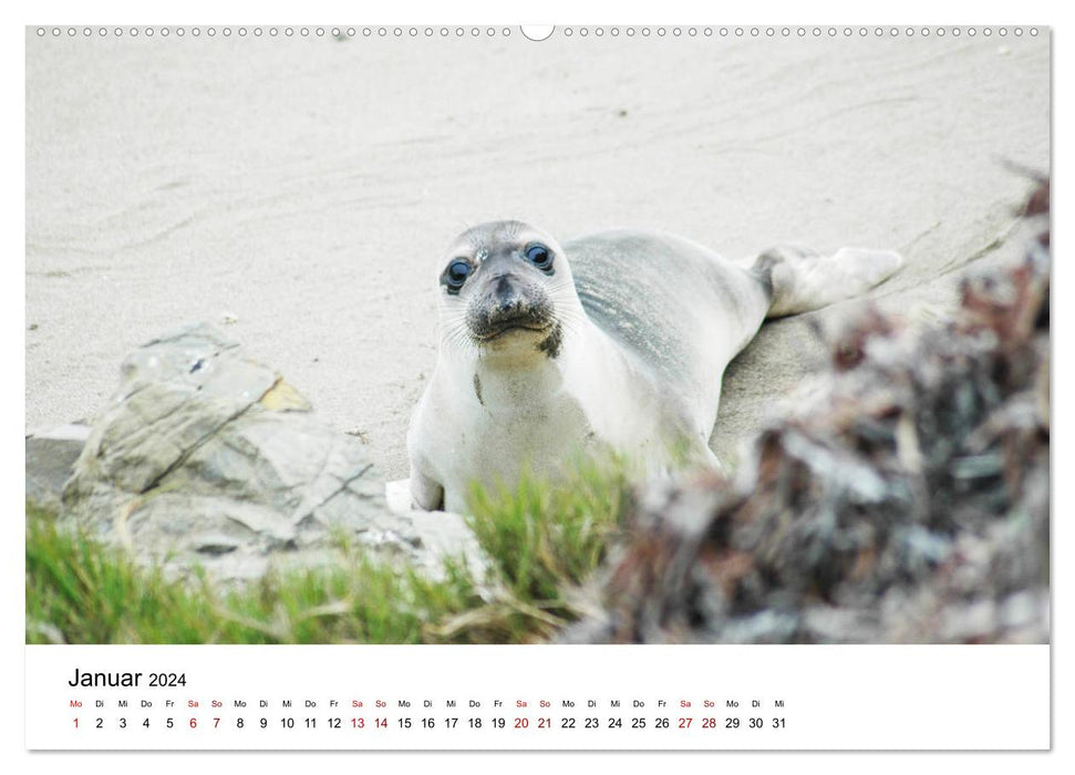 Robben und See-Elefanten (CALVENDO Wandkalender 2024)