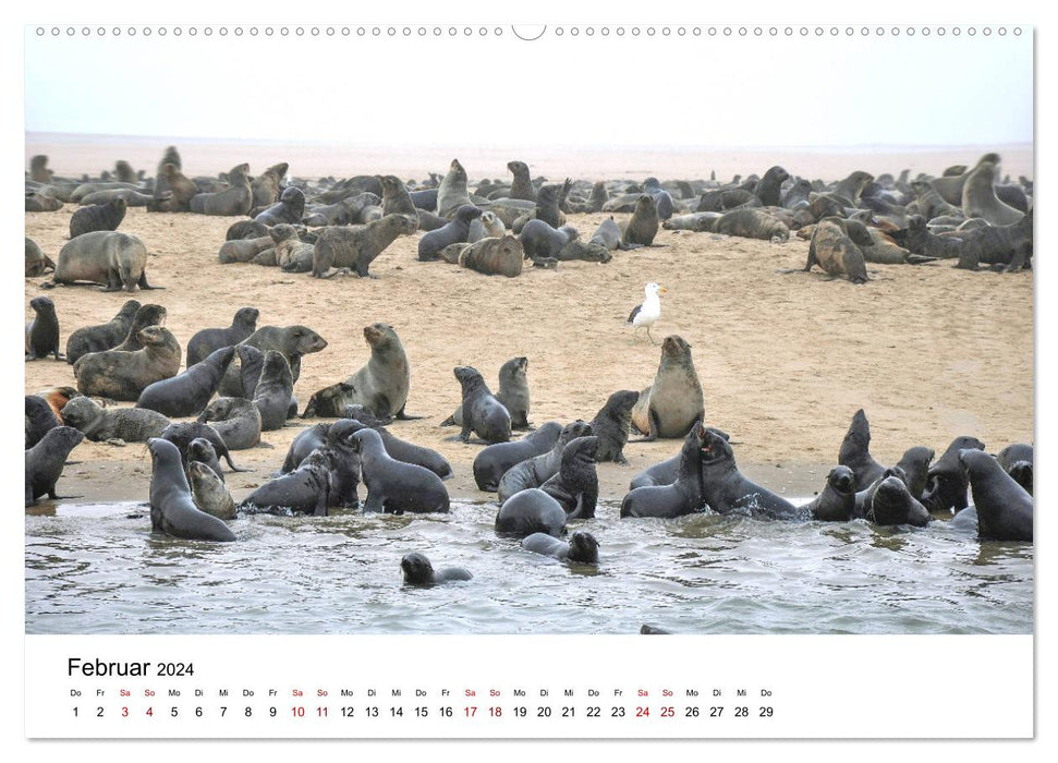 Robben und See-Elefanten (CALVENDO Wandkalender 2024)