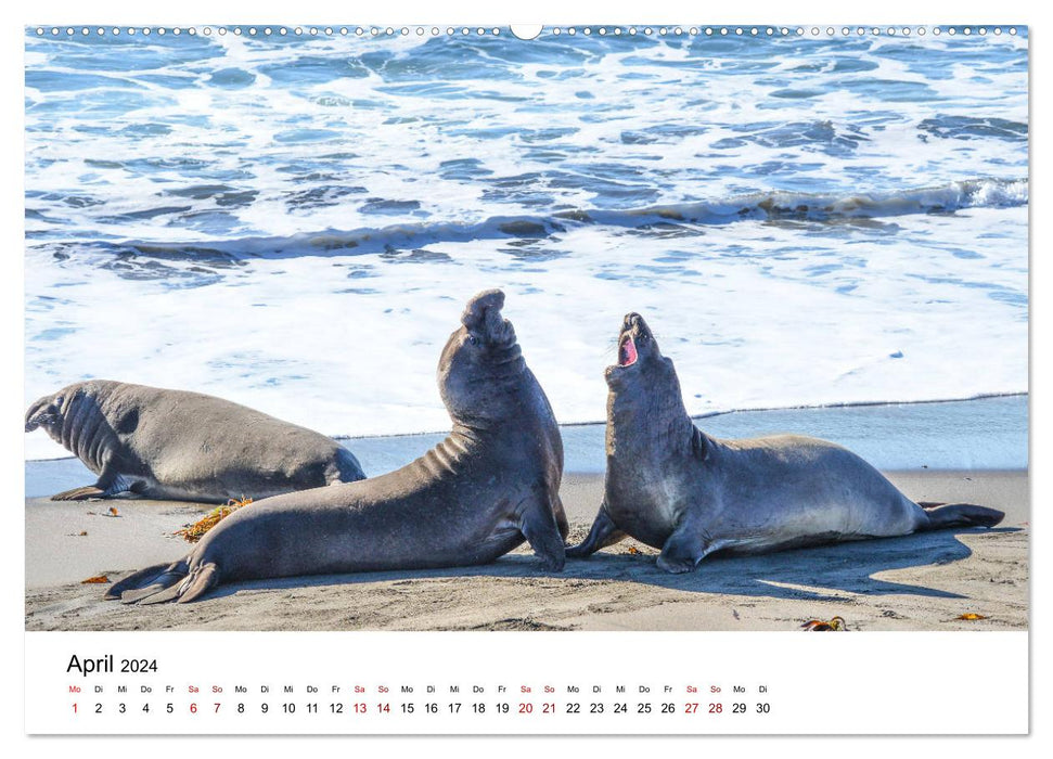 Robben und See-Elefanten (CALVENDO Wandkalender 2024)