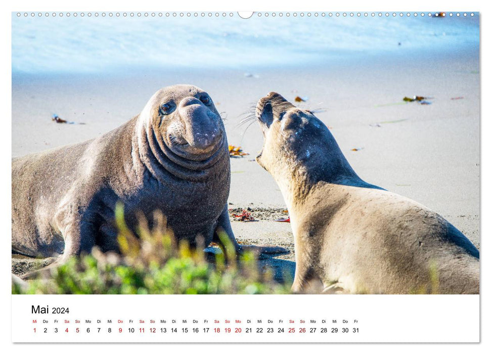 Robben und See-Elefanten (CALVENDO Wandkalender 2024)